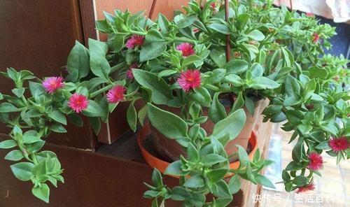 金钟|忘了绿萝、吊兰吧,换上3种花,好看又好养,是家庭盆栽佳品