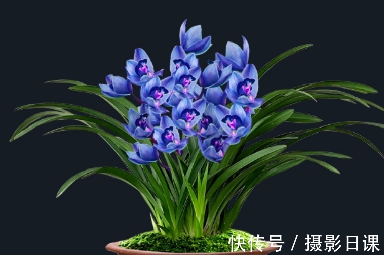 此兰只应“天上”有，人间哪得几回闻，花色罕见，让人百看不厌