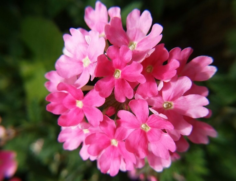 4种小花,进入冬季猛开花,花苞蹭蹭窜,养一盆爆一盆,新手必养