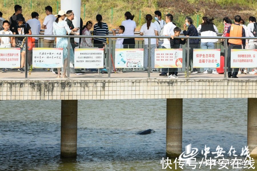 长江|国庆旅游新看点 铜陵江豚戏水欢「组图」分享到