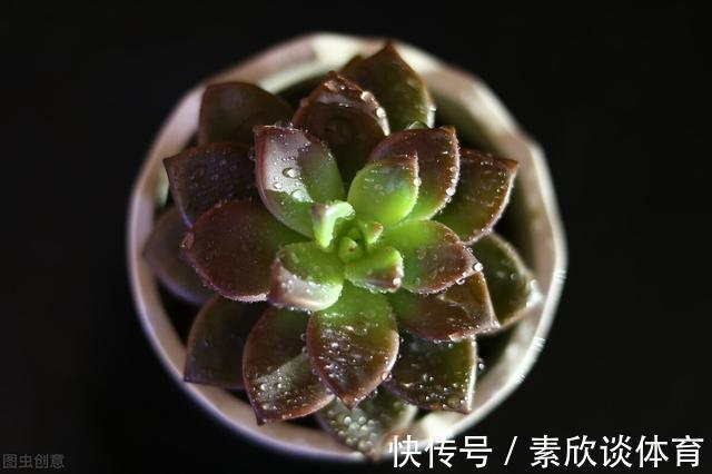 年宵花|如果不是万不得已,这3种花年后再买,省钱又好养