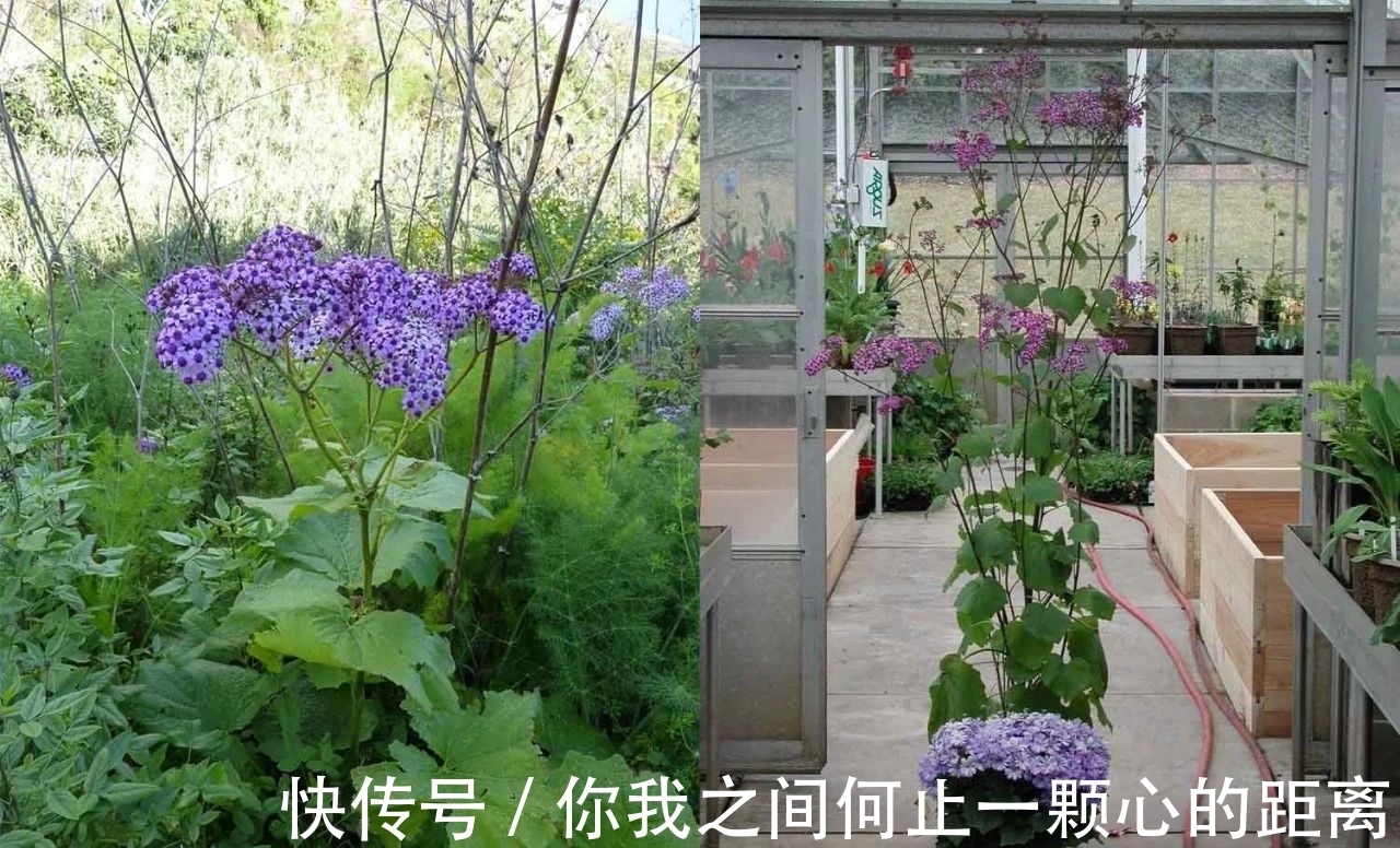 植株|为什么家里的瓜叶菊养一段时间就会枯萎，如何让它开花更久？