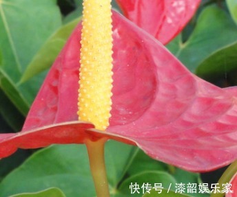 此花象征着远大的理想,热情似火的外表,吸引着他人的注意力