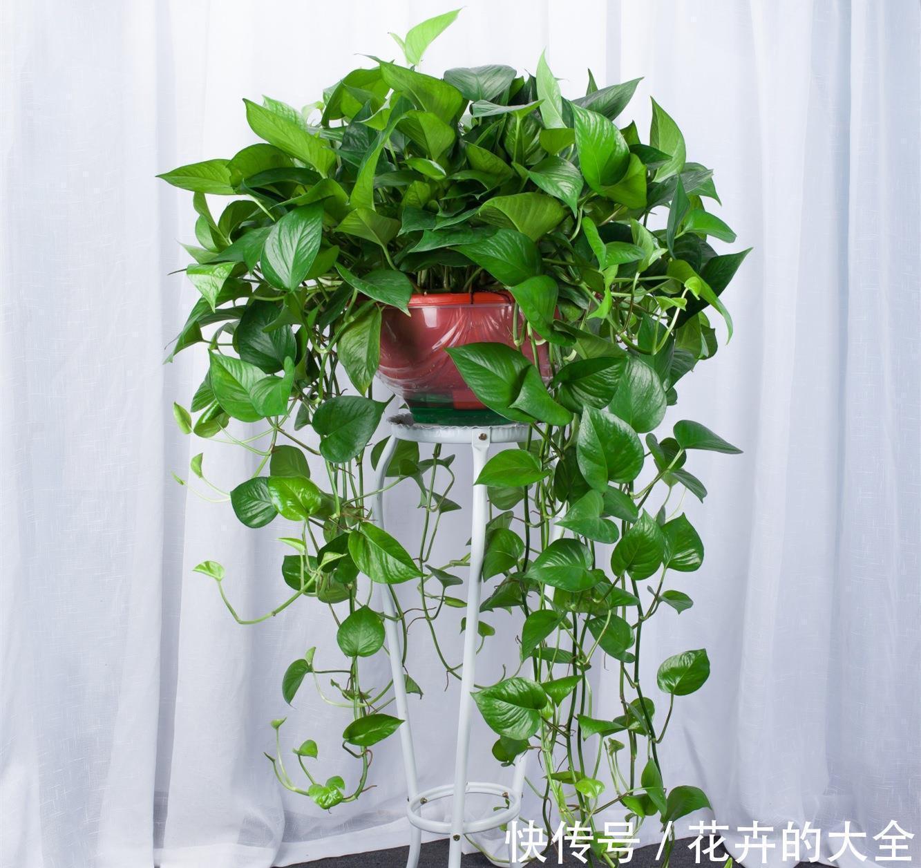 利于健康的“9种花”，株型雅致有格调，寓意“吉祥”有韵味