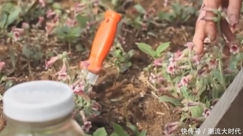 农村地里的“黄金”以前小孩摘它来玩,如今是医院里的珍贵好药