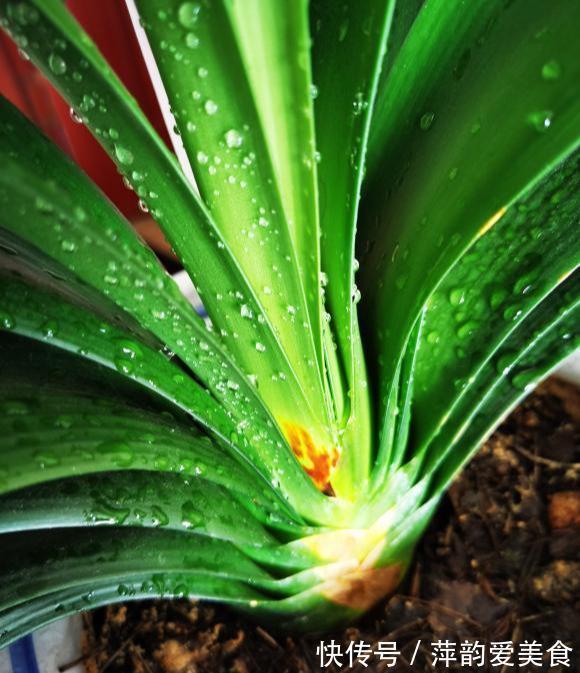 浇水|八月立秋后，轻轻“叫醒”君子兰，遵循3原则，用力别太猛