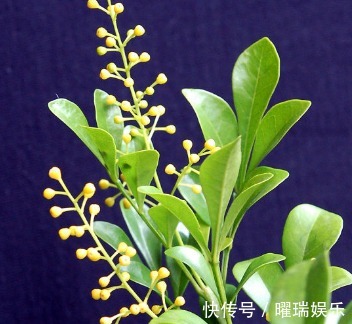 荣耀的象征之花，对于它的养植，你了解多少