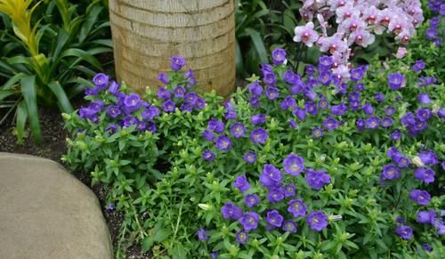 夏天高温，需水量大增的3种花，不浇水死得快