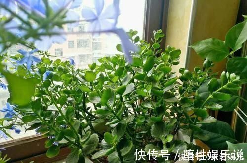 蟹爪兰|养这三种花,盆越小,开的花越多,放大盆还容易死