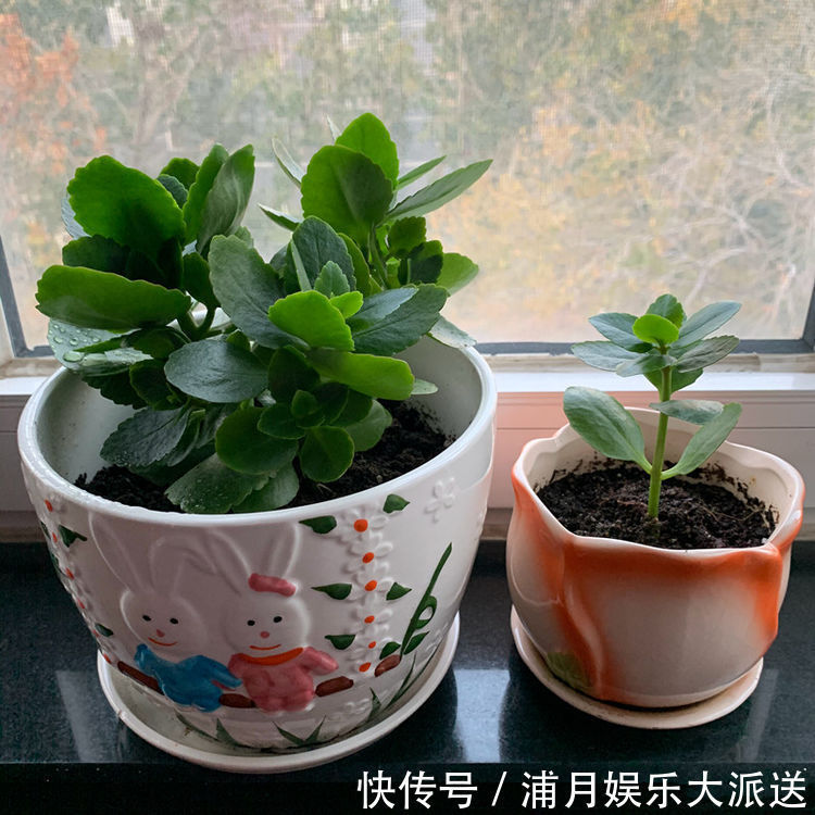 天竺葵|“优良月季”土星王阳台，丰腴婀娜，美丽怡人，开花很容易爆盆