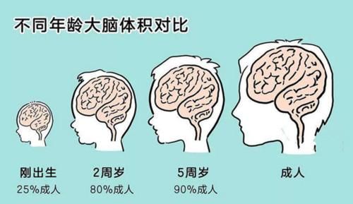 空档期|哈佛研究证实，孩子大脑发育存在“空档期”，多数家长在白费力气