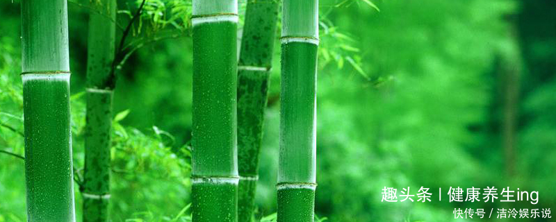 竹林|喜欢养花,不如庭院养片竹林,淡雅清新,沁人心脾,高风亮节