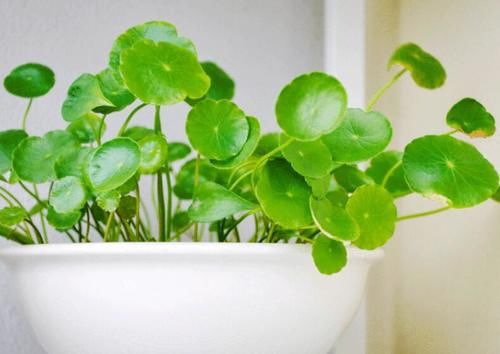 铜钱草盆栽叶子发黄，怎么处理和补救呢？有2种处置方式