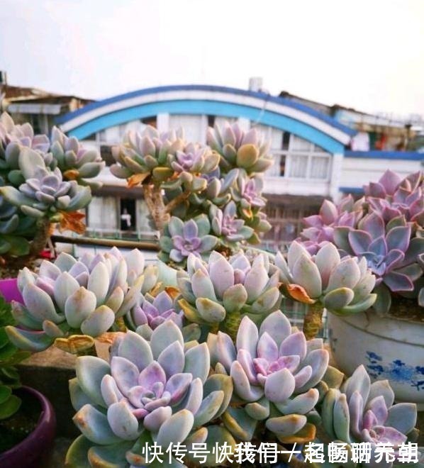 花友|这“三多肉”是普货之王,遇水易长又“耐寒”,冻一冻叶色更鲜艳!