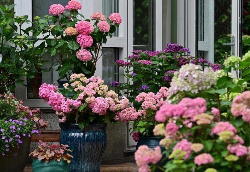 适合新手养的五种花,客厅阳台养两盆,赏花大半年