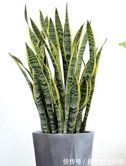 宫灯花|农历十一月大雪过后,养什么花?家里养3种花,幸福安康美满家园