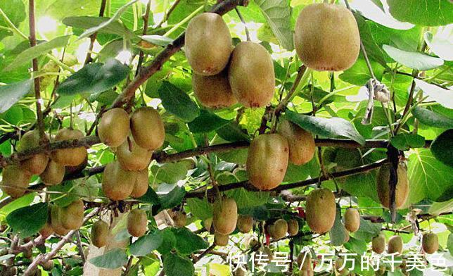 零食|立秋后，每晚當零食吃兩個，美容養顏，防癌降血壓，常吃顯年輕！