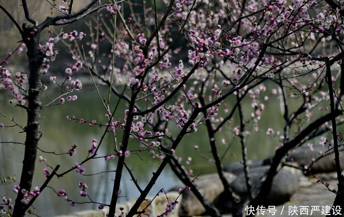 中年|新虹桥花园随记【严建设】