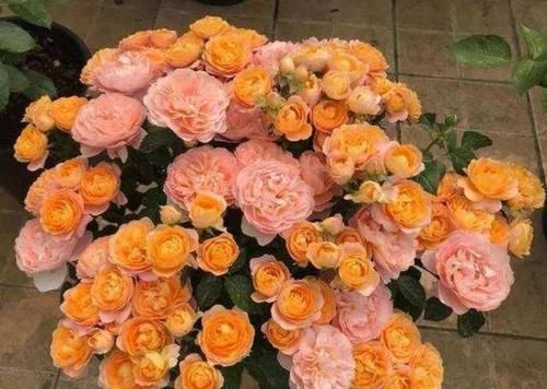 4种花养家里，旺财又养人，吉祥富贵，红红火火好运来！