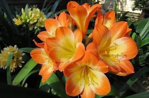 分株|君子兰五年不换盆换土长啥样?记住教训,分株的时候你会哭