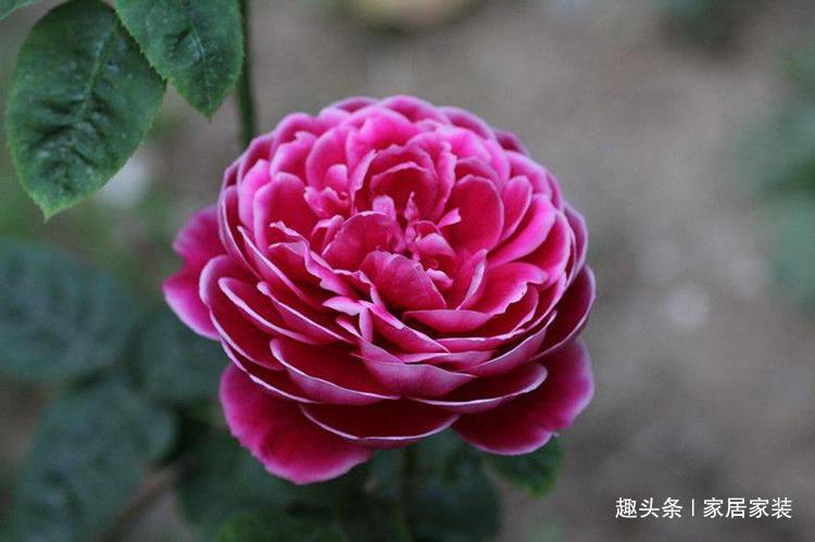 喜欢菊花,不如养盆优良牡丹“玉楼春”,娇艳欲滴,妩媚动人!