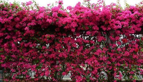  太漂亮|几种植物太漂亮了，随意养养都能美成花墙！