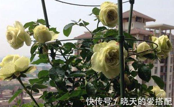 观赏价值|养花试试这几款，刚开杯状，似玫瑰，开散后又像牡丹，美极了