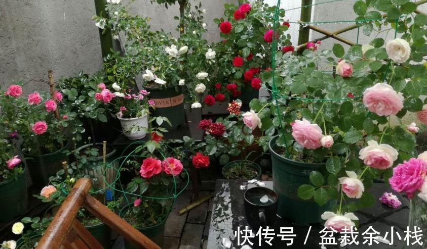 花卉们|养花选土、配土有门道,别再小看了!