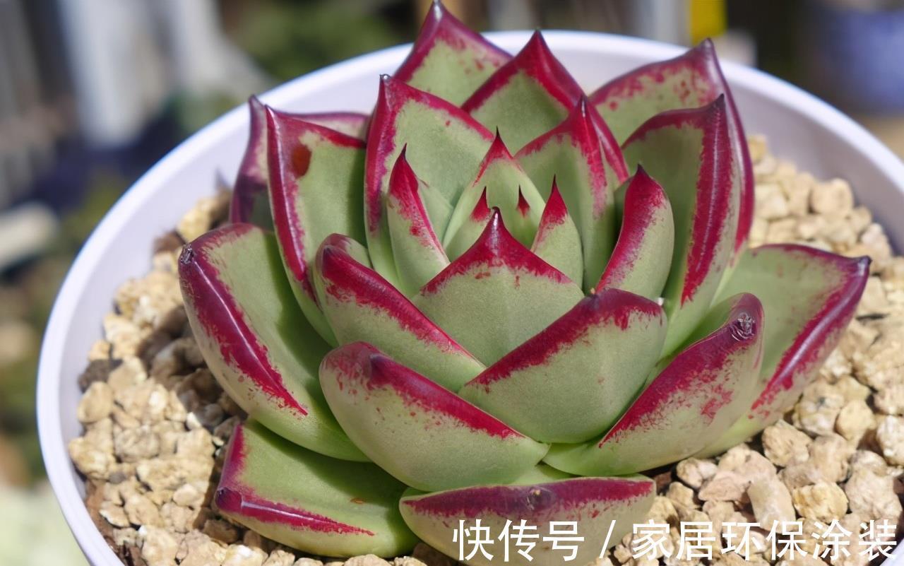 多肉|阳台养多肉施肥以简单有效为佳,啤酒兑水就不错,叶片肥厚状态好