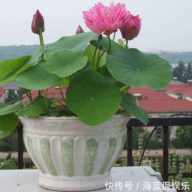 功夫|王阿姨找个大缸开始养藕，几天功夫长出叶片，放点小鱼观赏性强