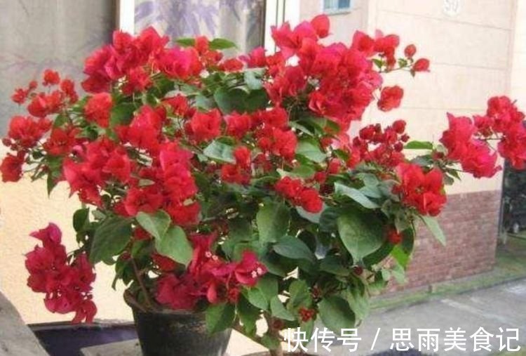 花卉|客厅养上4种花，家里财运亨通，寓意好，招财进宝，财气旺旺来！