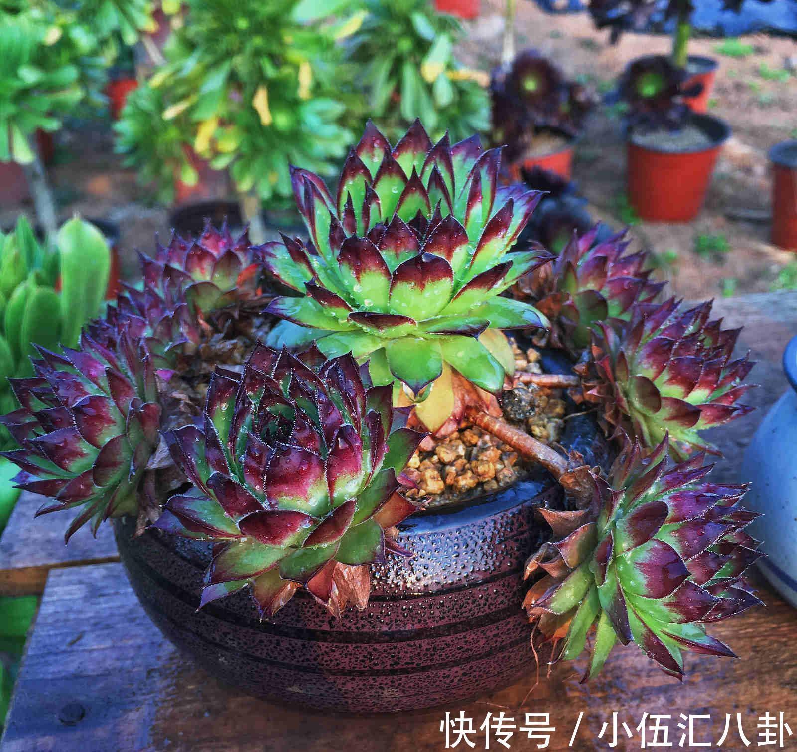 观音莲|适合新手养的“6种多肉”,耐热又不怕冷,养成老桩,又美又霸气