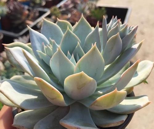 多肉植物|多肉叶子不着色,该怎么解决?做到这些,上色容易还格外好看