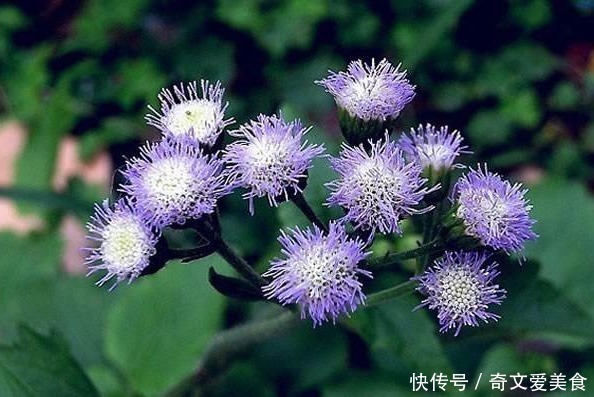 此花花姿妖娆，紫色的花朵散发着沁人心脾的芳香，令人心旷神怡