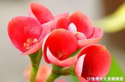 爆盆|4种花养了就爆盆,好养易活开花漂亮,一养就上瘾