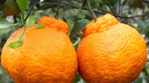 丑柑|想要身体好，常吃3种食物，护理秀发，排毒养颜，滋润肠道