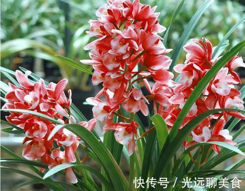 它是兰花中的“香祖”，红杆红花，一开就是20朵，每年可开花3次