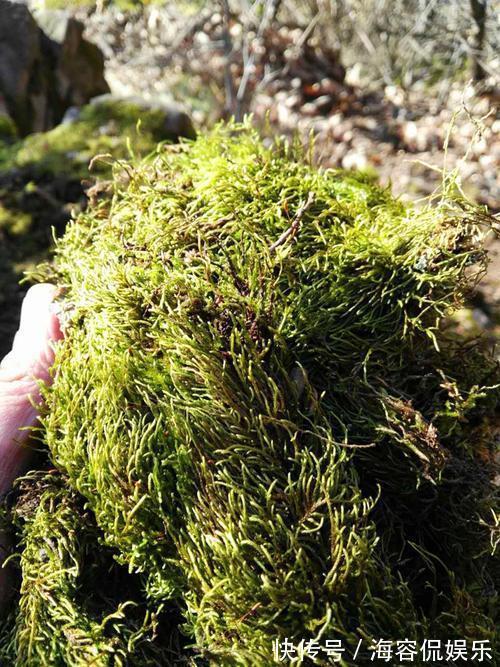 干苔藓|兰花少不了“苔藓”,快铺一层“水苔”,小嫩芽蹭蹭冒太喜人了