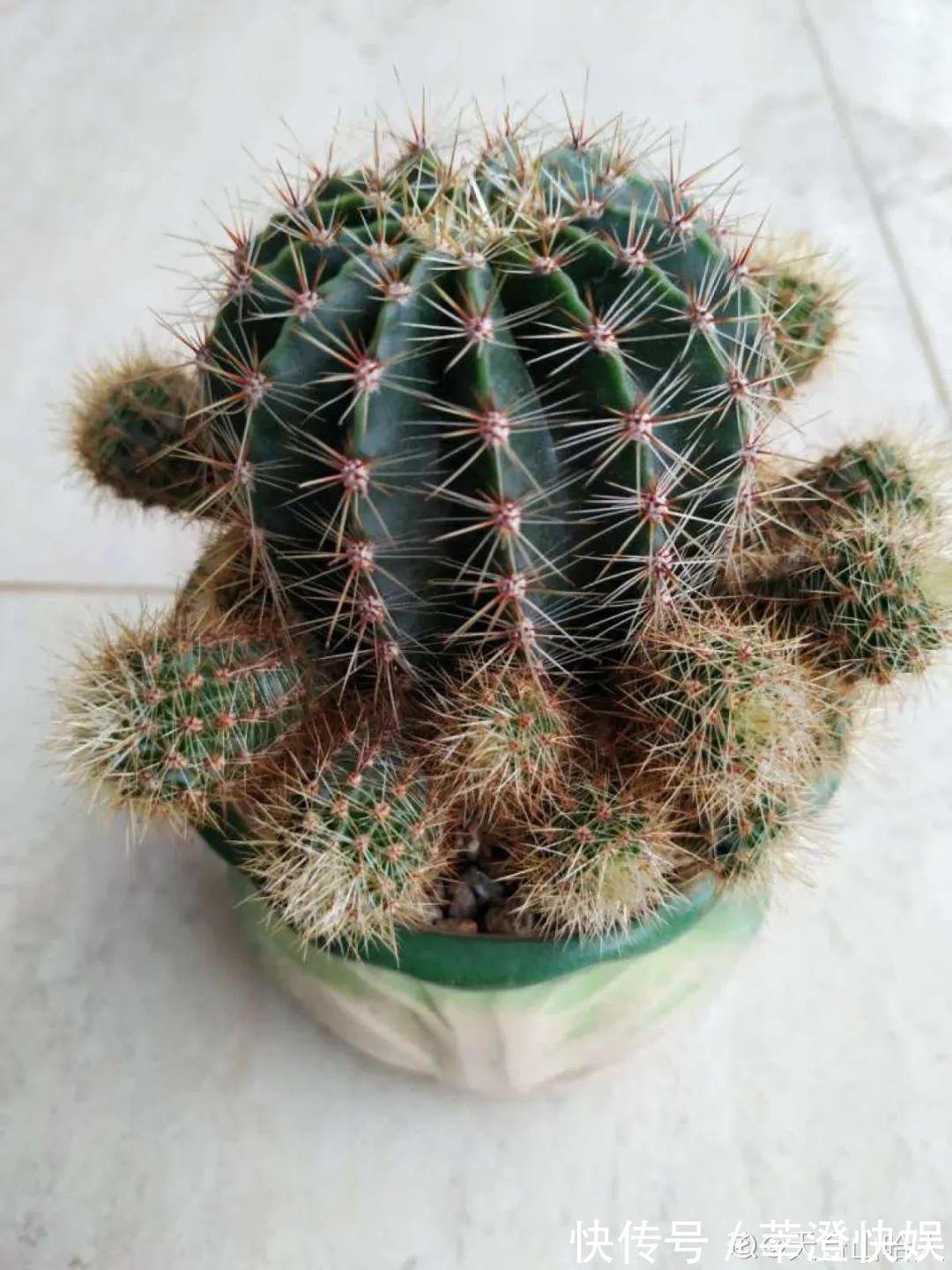 “折腾不死”的10种花,咋养都爆盆,懒人最适合!