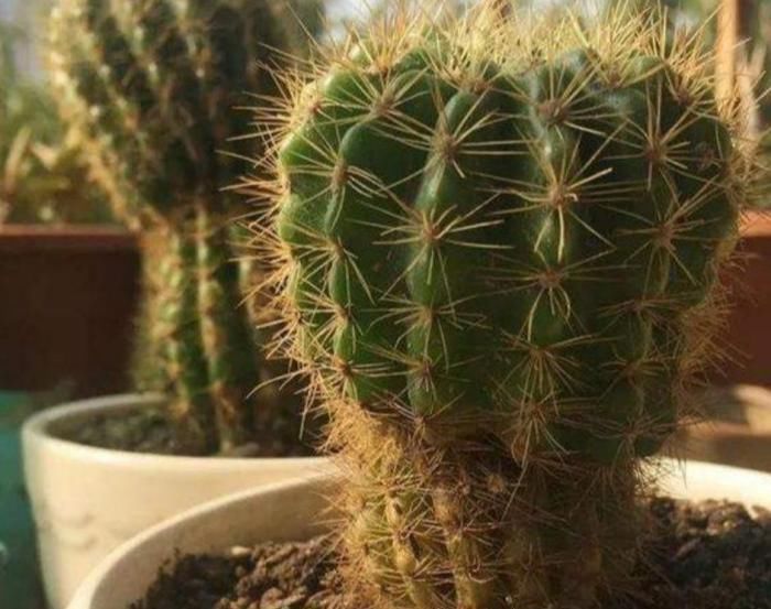 养护|仙人球出现腐烂,先不要扔掉,跟着养护专家学起来!