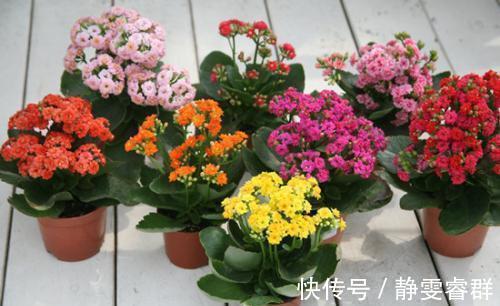 土壤|3种漂亮花,别再花钱买,朋友家摘几片叶子,插在土里就生根!