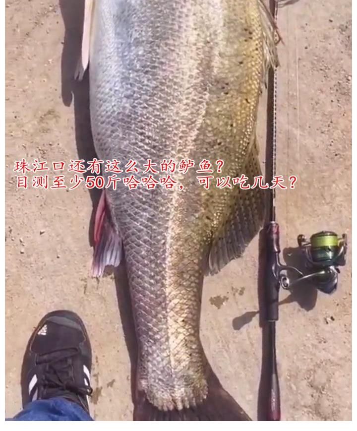 30斤!钱塘江“鲈鱼王”被人钓起,卖出2000元,网友:渡了多少劫