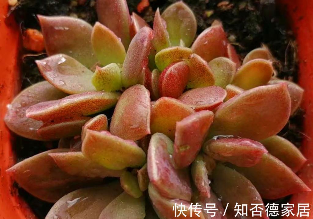 多肉中永远的神之一因地卡,生长快爱爆头,想要养死有难度