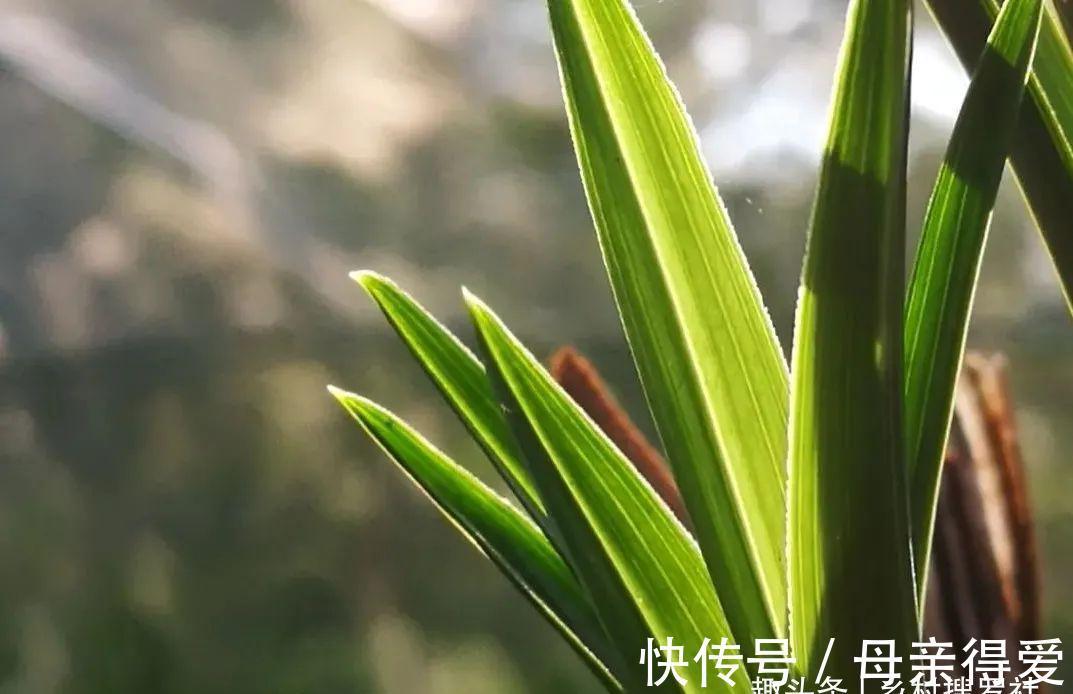 冬季兰花怎么服盆？这两个细节不要做错，来年新芽生长更壮实