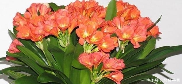 君子兰生根太慢了,高手只要一个小药片,蹭蹭蹭冒出大白根