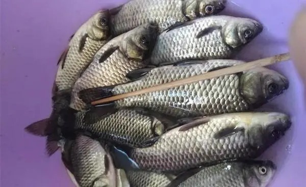 晚秋到初冬,大鲫鱼喜欢藏在这些地方,告诉你选钓位