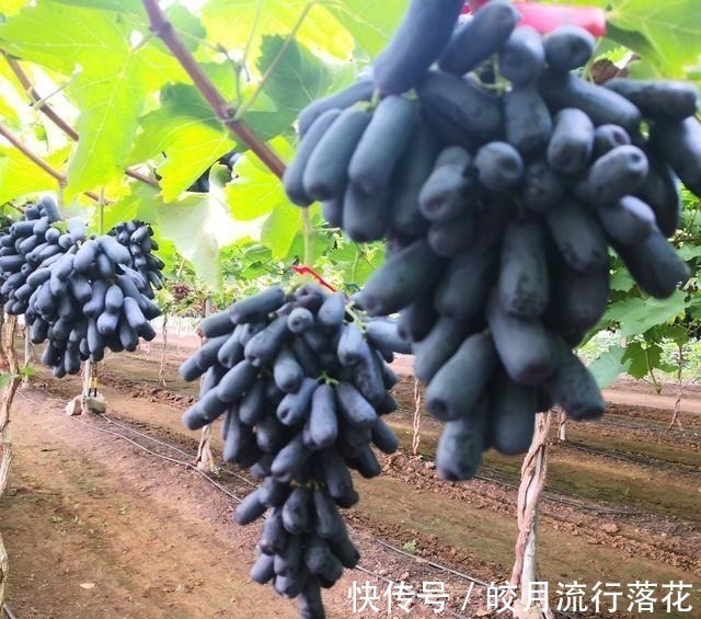 好吃|家里有阳台院子,这种果实别嫌弃,又好看又好吃,你见过吗!