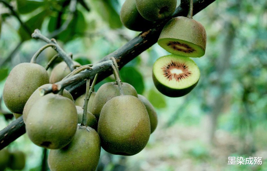 猕猴桃好吃难剥,总把手弄得脏脏的,但是你还没掌握方法
