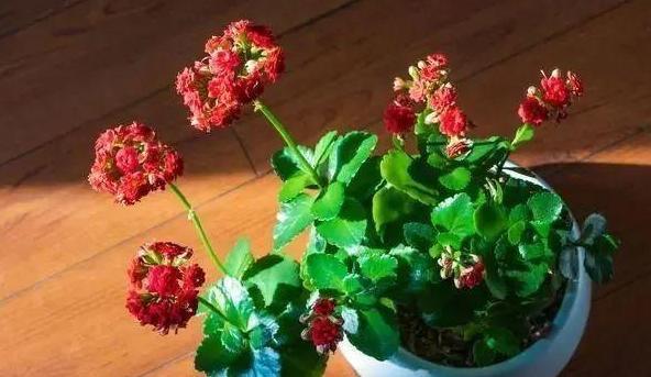 长寿|6、7月盆栽长寿花,该如何养好3个窍门让它花期开花挡不住