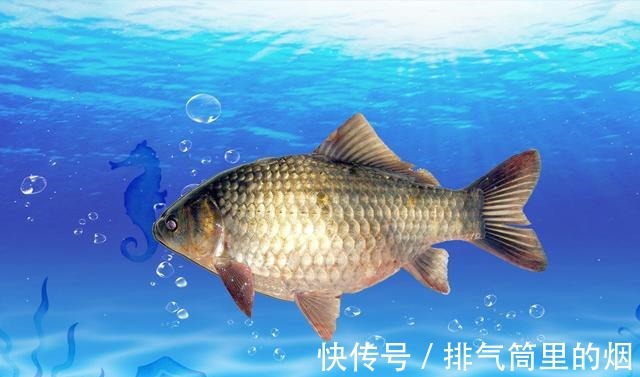 钓鲫鱼怎样搭配线组钓鲫鱼该如何调漂钓鲫鱼的看漂抓口技巧!